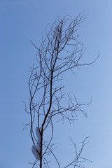 tree without leaves in the sky