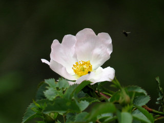 Obraz premium flower