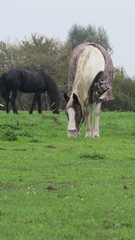 Obraz premium Horse