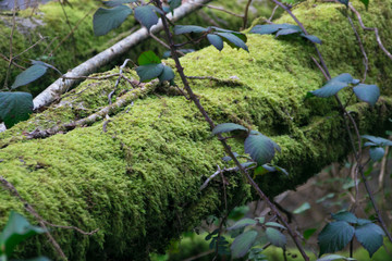 tree trunk covered with moss in the forest