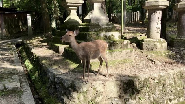 bowing deer in Nara Japan