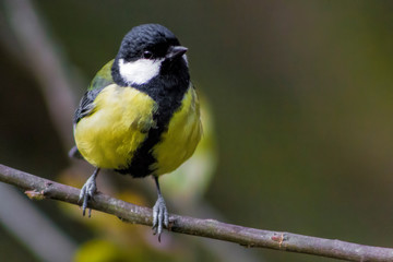 Great Tit on Branch
