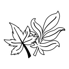 Isolated two autumn leaves vector design