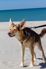 dog on beach