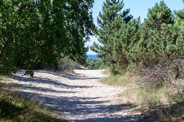 Fototapeta premium road in forest