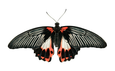 black red white butterfly opened top view isolated