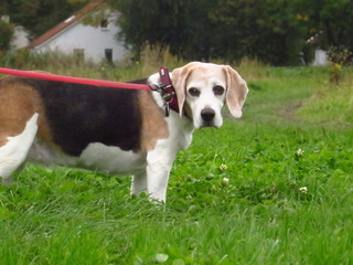 Beagle