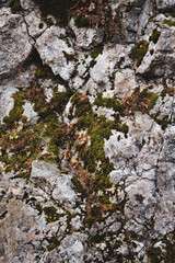Moss on a stone