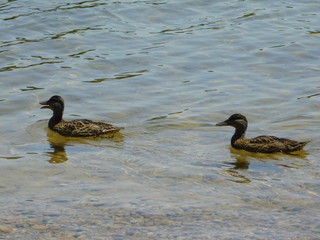 ducks in water