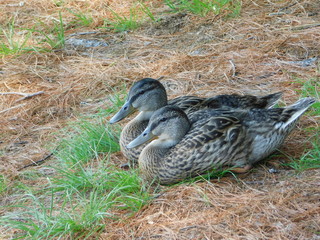 two ducks