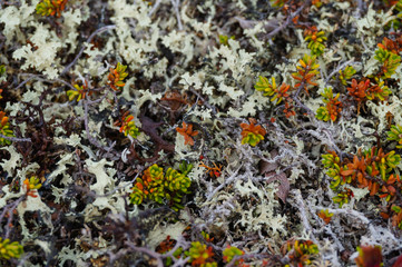 moss on a rock