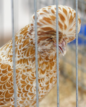 detail of Hen Paduan Chamois in a cage