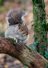 Grey Squirrel Looking