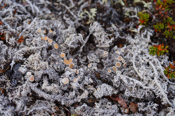 lichen