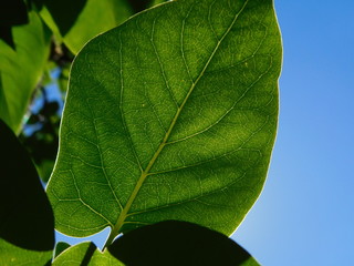 green leaf
