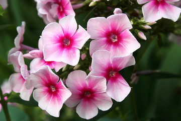 Pink Phlox flowers in garden. Summertime and spring background.