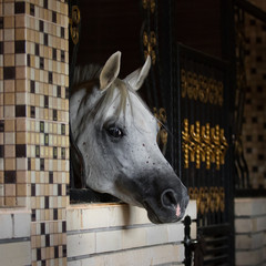 The head of a grey Arabian horse standing in a stable stall