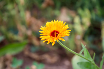 Macro, Nahaufnahme einer gelbfarbene Blüte