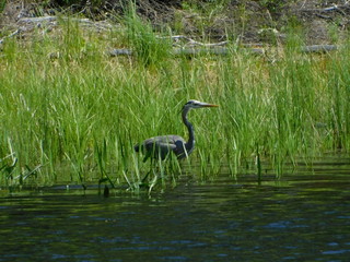 great blue heron