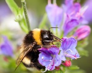 eine Hummel beim Nektarsammeln, Macro einer Hummel