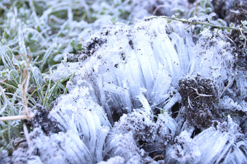 霜柱　栃木県真岡市
