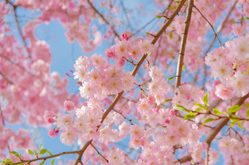 Cherry blossom festival at Chidorigafuchi Park, Beautiful sakura in full bloom in a famous touristic spot next to the Imperial Palace, Chidorigafuchi Park. Tokyo, Japan.