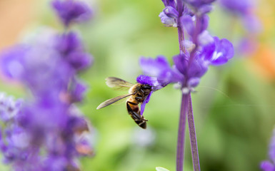 Bumblebees collect nectar lavender.