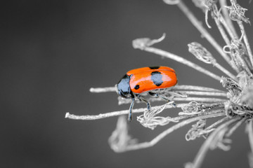 ein Käfer mit roten Flügeldecken und schwarzen Punkten