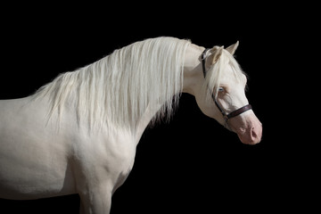 Head of a beautiful white horse with long mane on black background isolated, portrait closeup