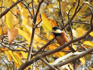 小枝に止まるヤマガラ