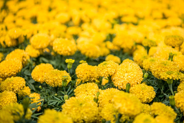 Marigold flowers garden