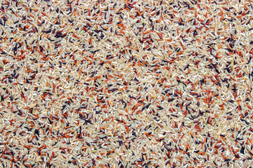 organic riceberry, red jasmine rice and brown rice (hommali rice background