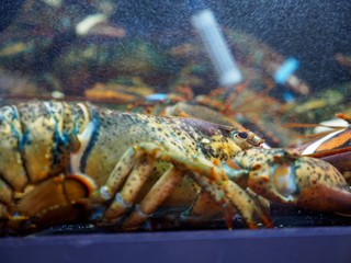 Closeup detail of multiple live lobsters with claws tied up in a tank at an outdoor market. London, United Kingdom. Travel and seafood cuisine. - 310449568
