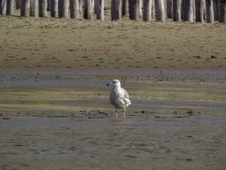 Seagull