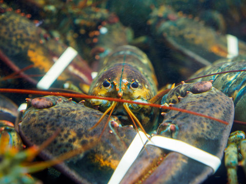 Wide closeup of the front a live lobster with its claws tied up in a tank at an outdoor market. London, United Kingdom. Travel and seafood cuisine.