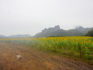 Wide angle view of a sunflower field, and muddy road separated by a wooden fence on a foggy morning. Lopburi, Thailand. Travel and nature. - 310449748