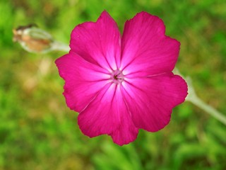 Obraz premium garden