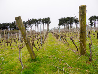 Wide angle view of branches scattered among the fields of grapevine trellises after spring pruning. Penzance, United Kingdom. Travel and Cornish winemaking. - 310449936