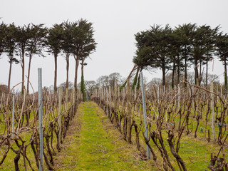 Wide view of branches scattered among rows of grapevine trellises after spring pruning. Penzance, United Kingdom. Travel and Cornish winemaking. - 310449940