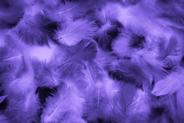 Beautiful abstract colorful blue and light purple feathers on black background and soft white pink feather texture on white pattern and purple background, purple texture