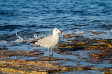 eine Möwe an einem steinigen Abschnitt eines Strand