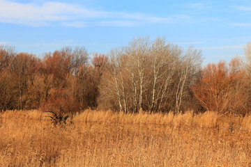 Fototapeta premium Beautiful autumn park at dawn. Autumn landscape.