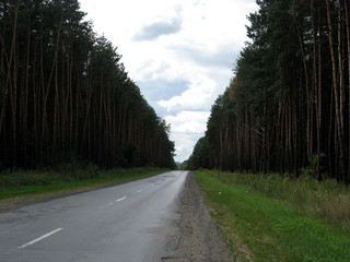 Obraz premium A wet asphalt road through the pine forest