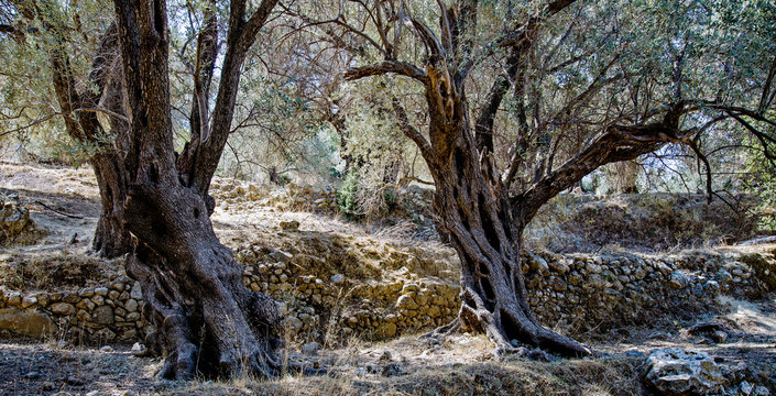 Two Olive Trees, Near Fourfouras, Crete, Greece