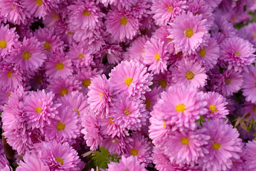Pink flower Bush of chrysanthemums on a Sunny day. Summer and autumn season. Flower planting and gardening concept.