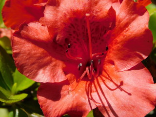 red flower