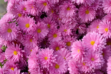 Obraz premium Pink flower Bush of chrysanthemums on a Sunny day. Summer and autumn season. Flower planting and gardening concept.