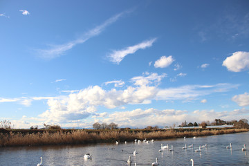 白鳥　栃木県真岡市　五行川