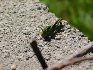 grasshopper