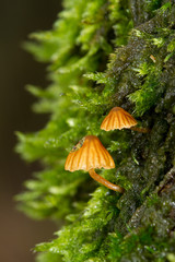Two very small, brown mushrooms, probably Moss bells, growing on the moss covered stem of an Oak